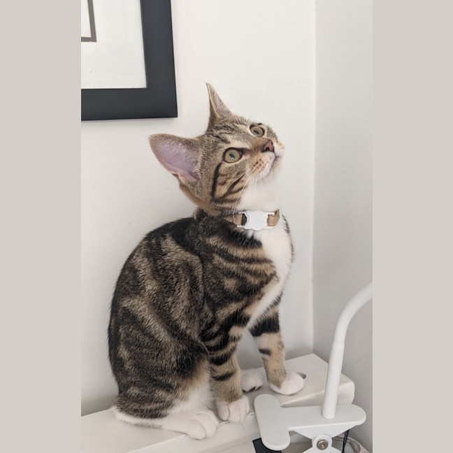 Photo of Pumpkin 💗