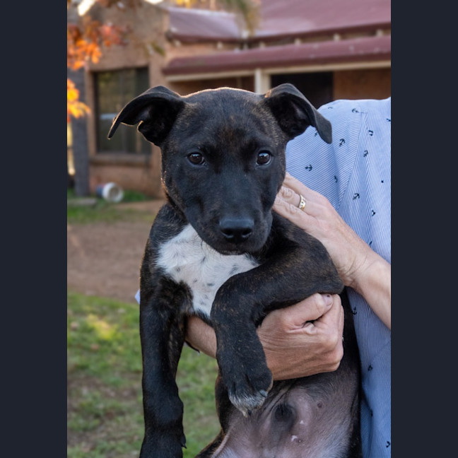 Photo of Jock