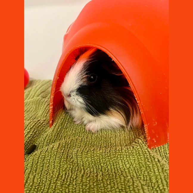 Photo of Spaghetti & Meatball