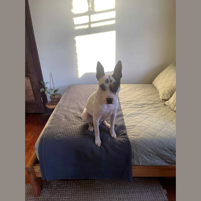 Photo of Demo   2 Year Old Staffy X