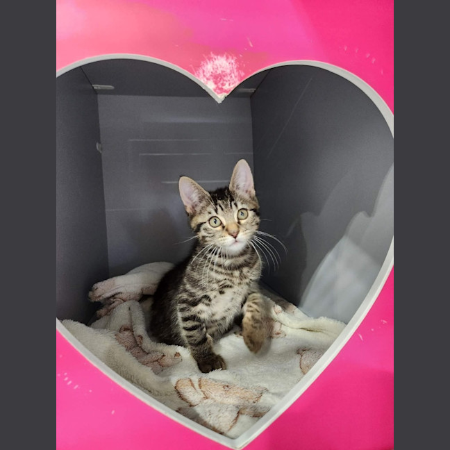 Photo of Gizmo
