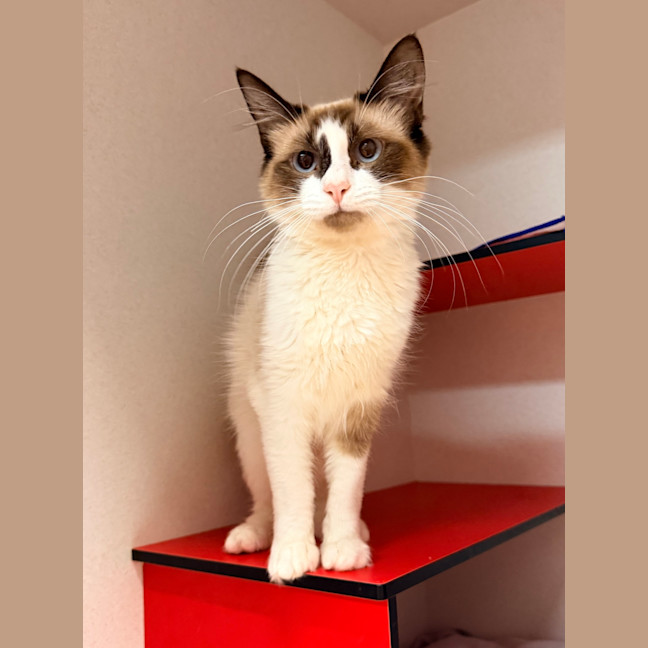Photo of Cadbury