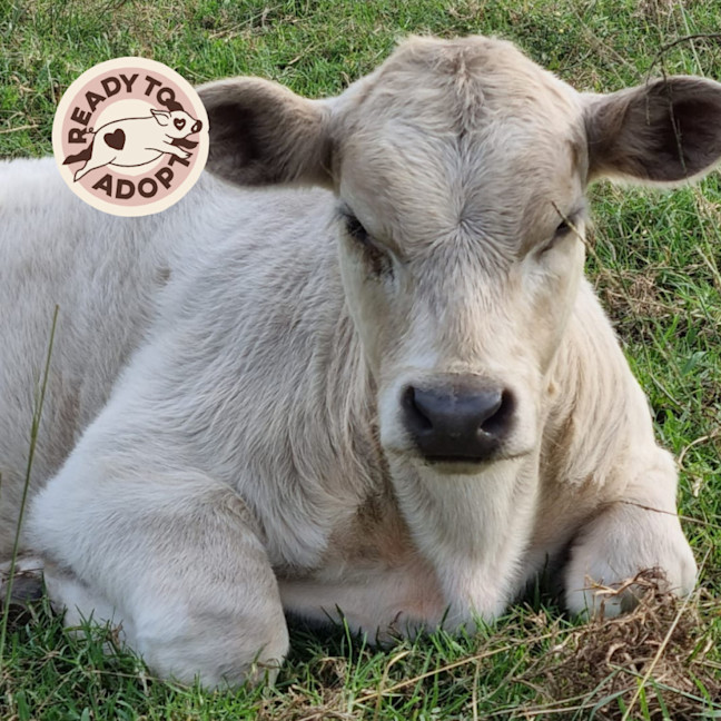 Photo of  Amora, Faith, Tim & Chance