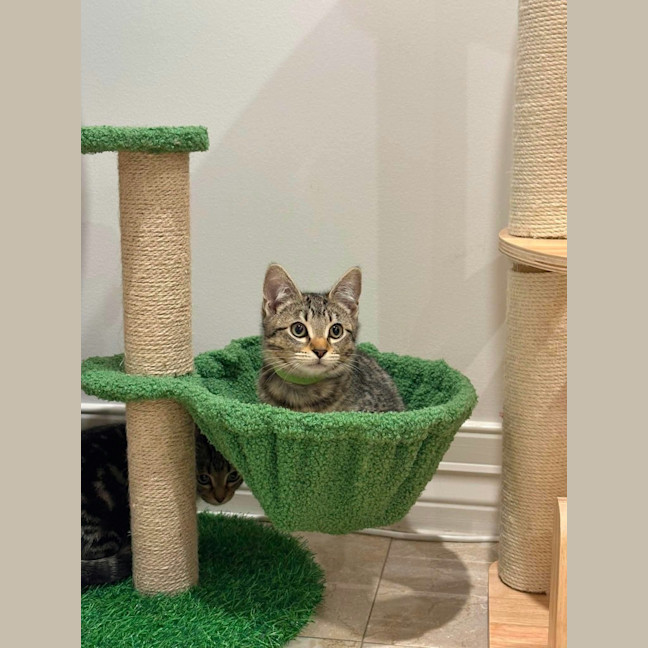 Photo of Chester