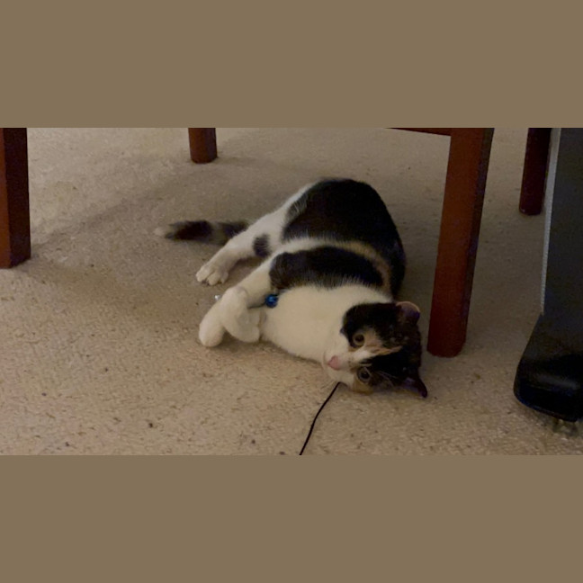 Photo of Uno