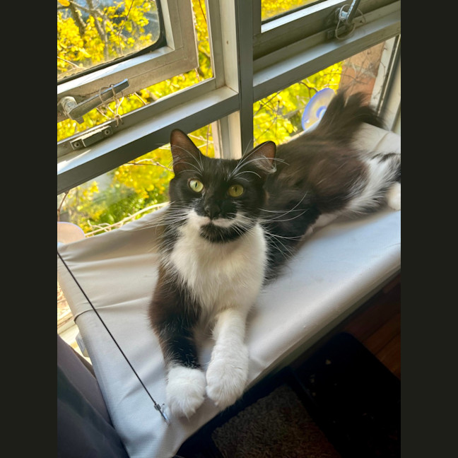 Photo of Polly