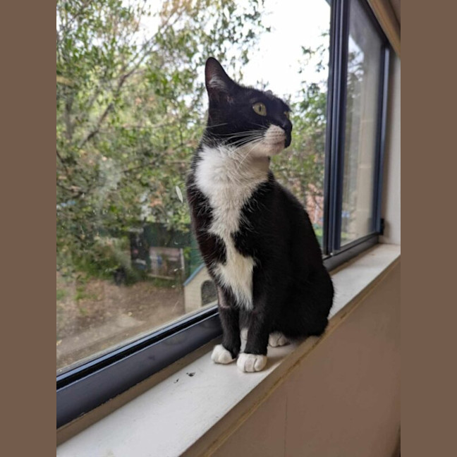 Photo of Willow
