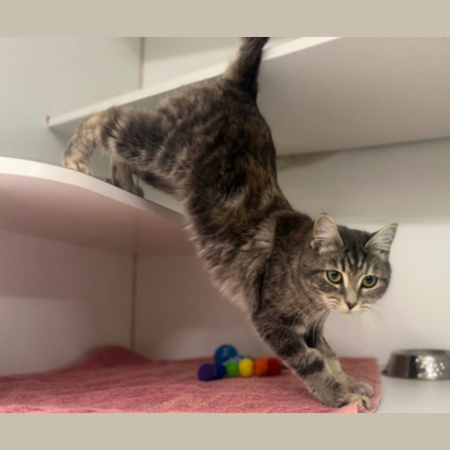 Photo of Catitha