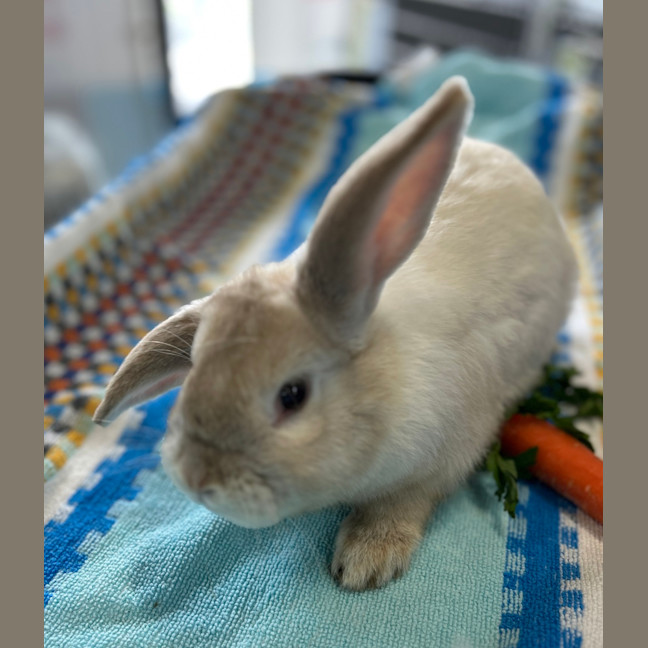 Photo of Hollandaise 