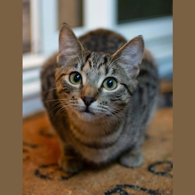 Photo of Katsu 