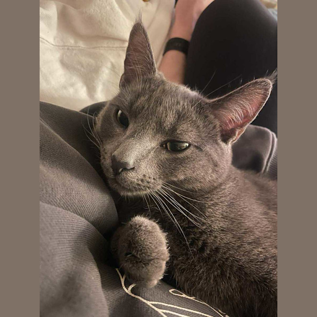 Photo of 🩶 Nico 🩶