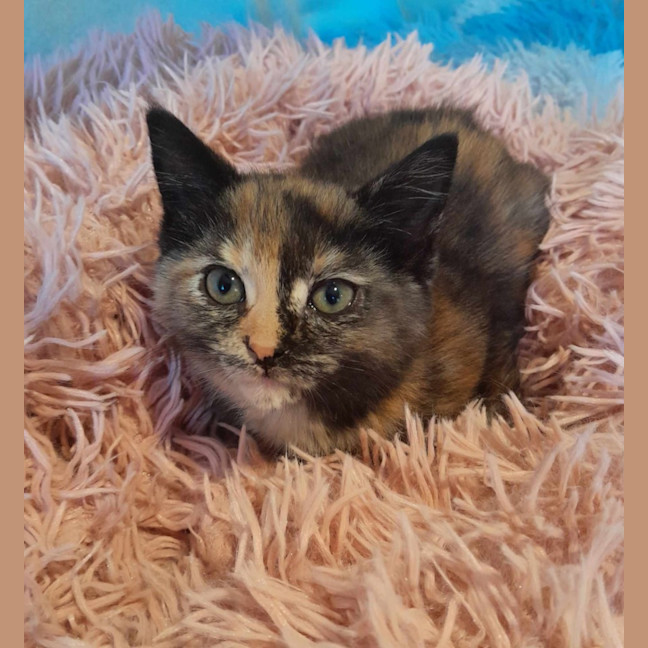 Photo of Cosmo, Stormy, Sable And Kalla