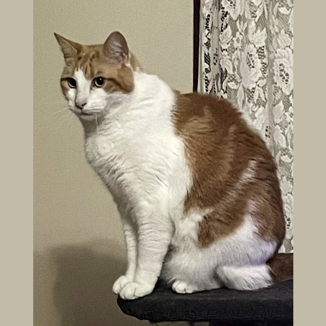 Photo of Valentino