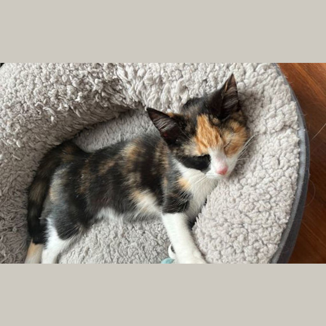 Photo of Cookie