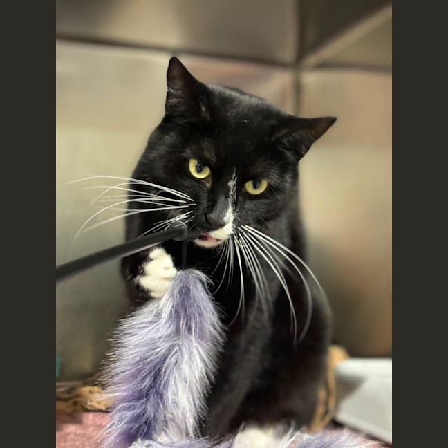 Photo of Zazu