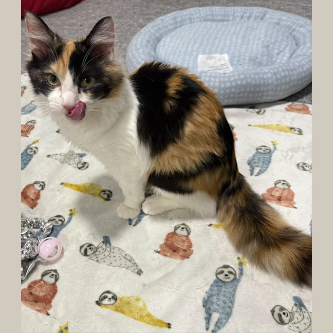 Photo of Callie