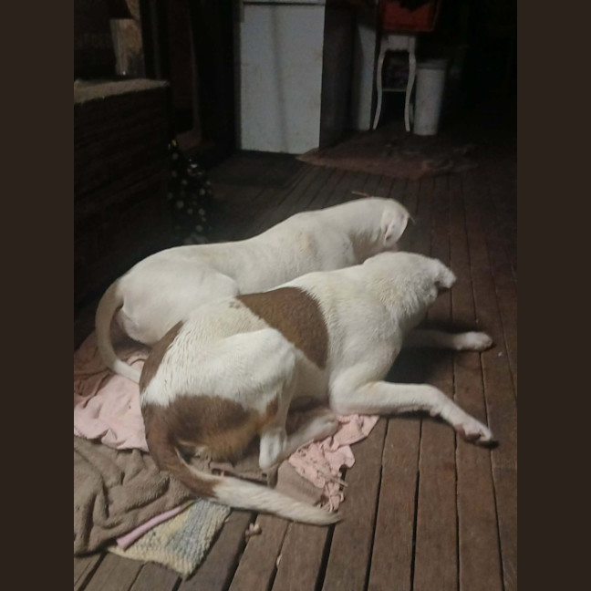Photo of Ghost