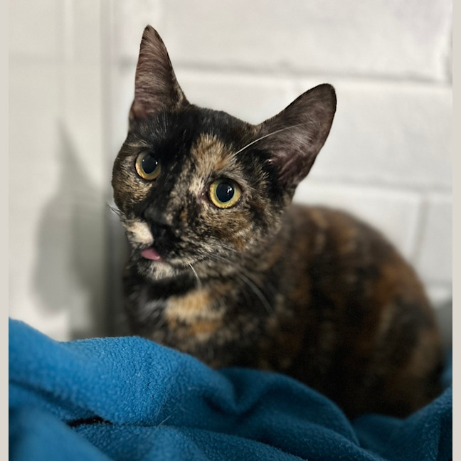 Photo of Bessie