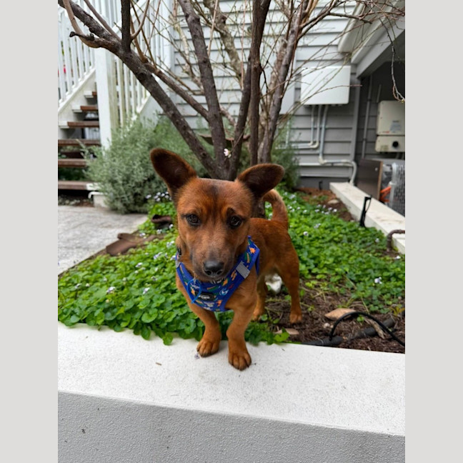 Photo of Cheezel