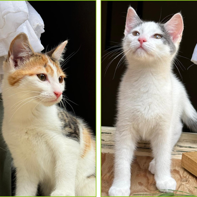 Photo of Finlay & Isla