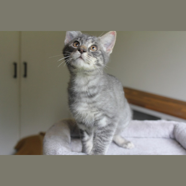 Photo of Cinder