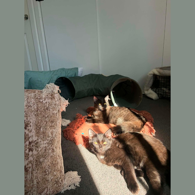 Photo of Tippa & Sooty   7 Month Old Domestic Medium Hair