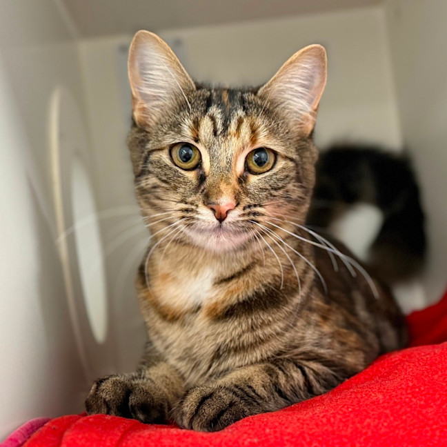 Photo of Strawberry Shortcake