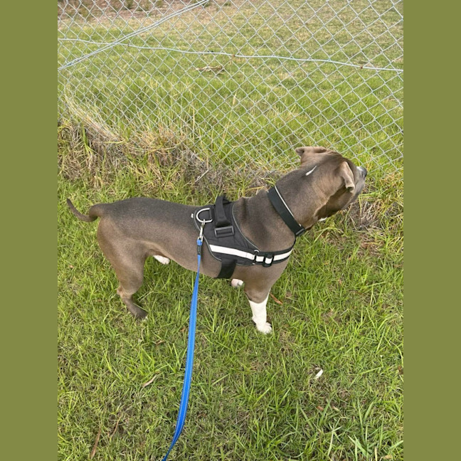 Photo of Oatmeal Cookies