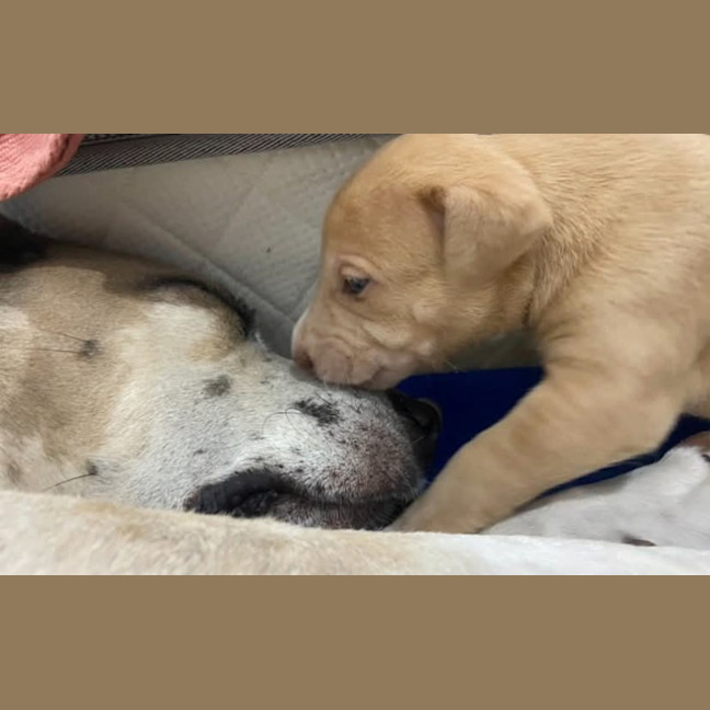 Photo of Cera (Skye's Puppy)