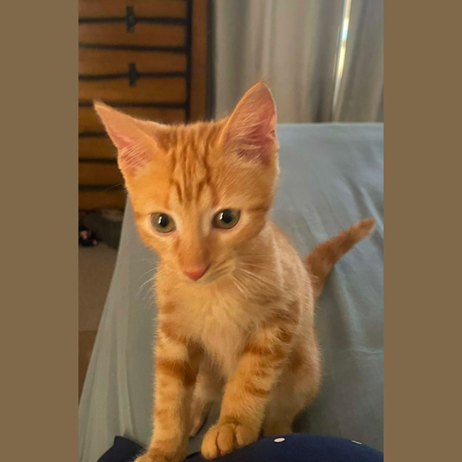 Photo of Tyson