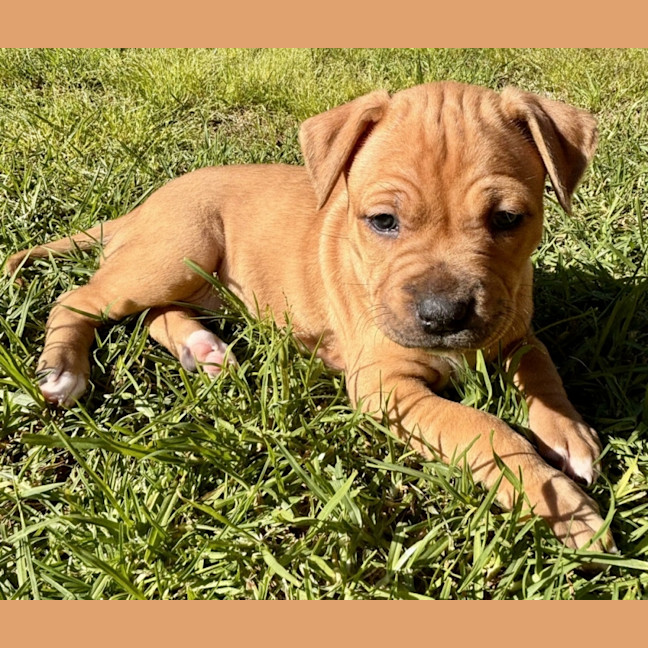 Photo of Winnie Roo