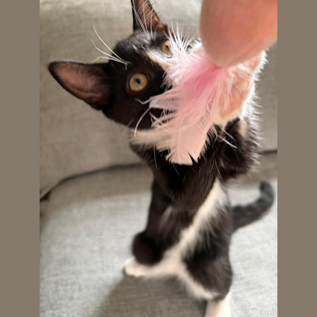 Photo of 🤍 Momo 🖤