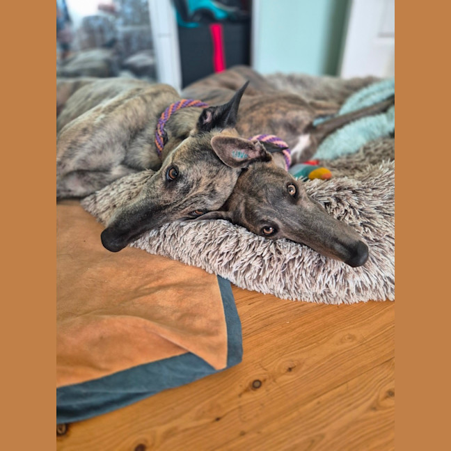 Photo of Jazzy, The 1 Year  Greyhound