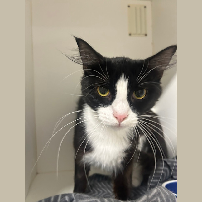 Photo of Mittenz