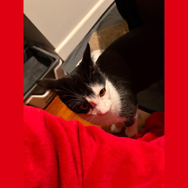 Photo of Tobby 