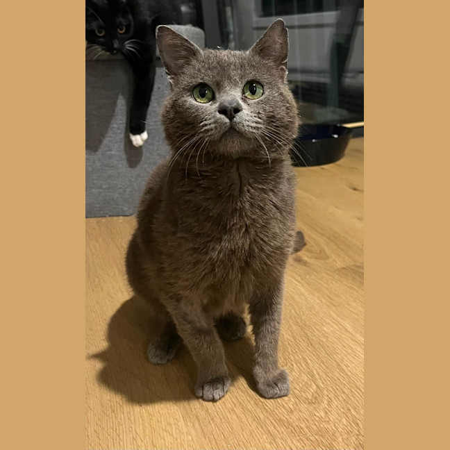 Photo of Scrappy