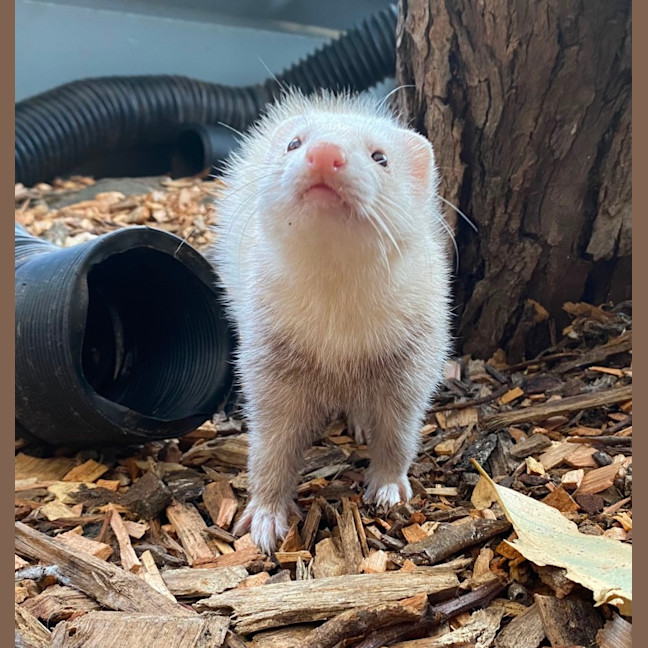 Photo of Luna & Rory