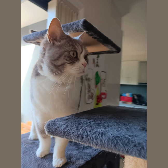 Photo of Link
