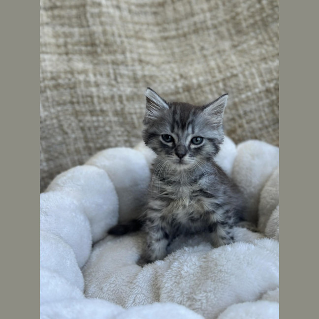 Photo of Asterix