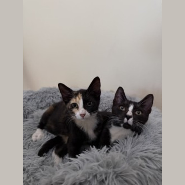 Photo of Artemis