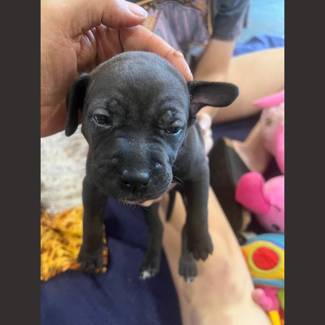 Photo of Pollen (Green Beans)