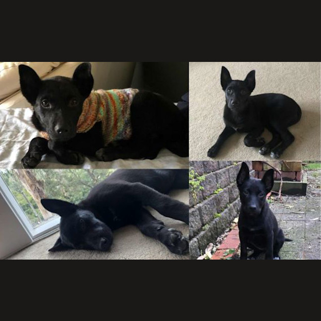 Photo of Bella