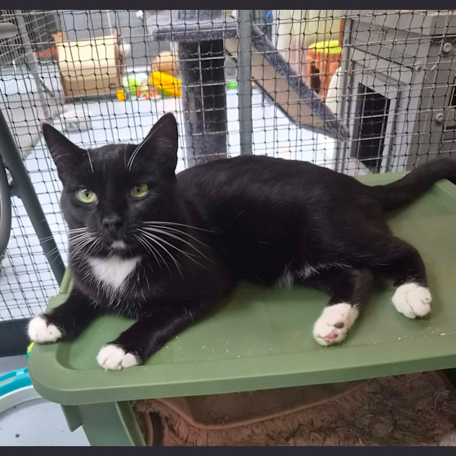 Photo of Cutiepie **2nd Chance Cat Rescue **