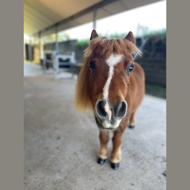 Photo of Rufus