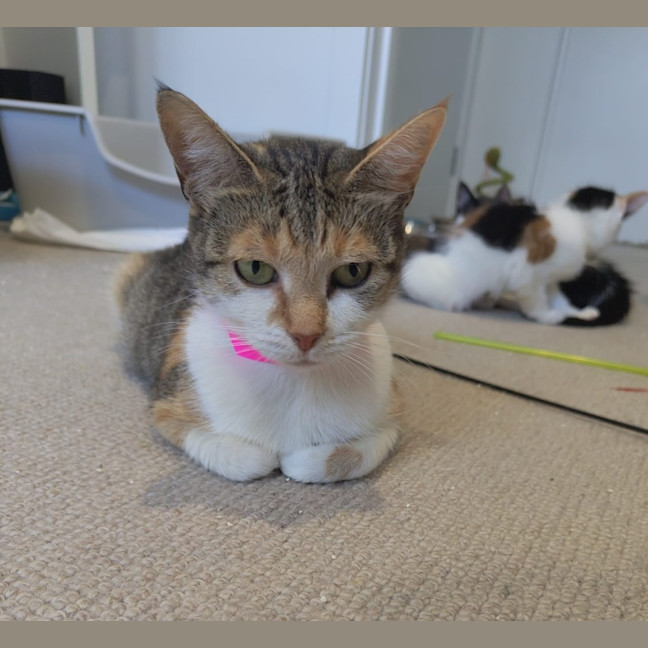 Photo of Purrtunia