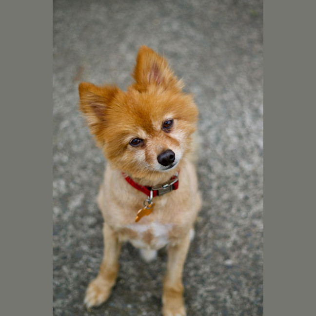 Photo of 🕺 Chewie 🕺