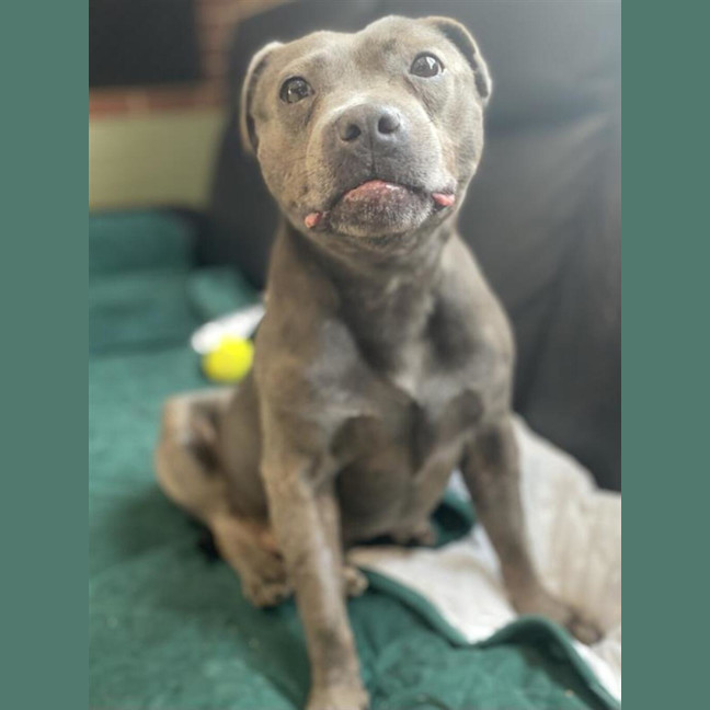 Photo of Bella