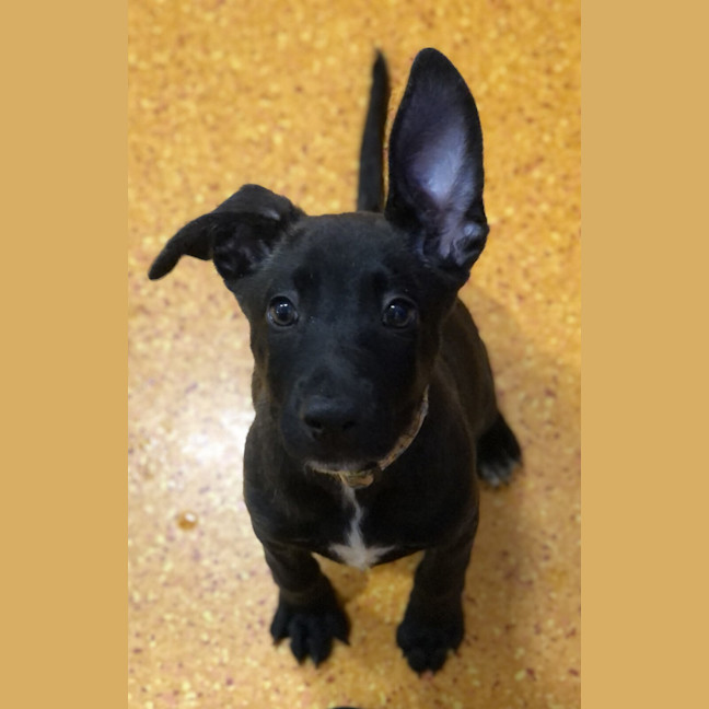 Photo of Jingle 