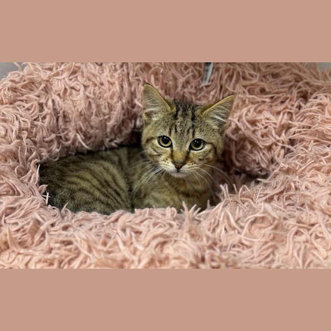 Photo of Fig