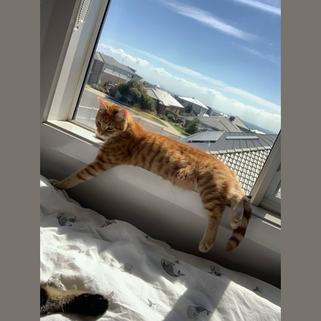 Photo of Gin Gin   Cat Friendly, Adorable And Playful